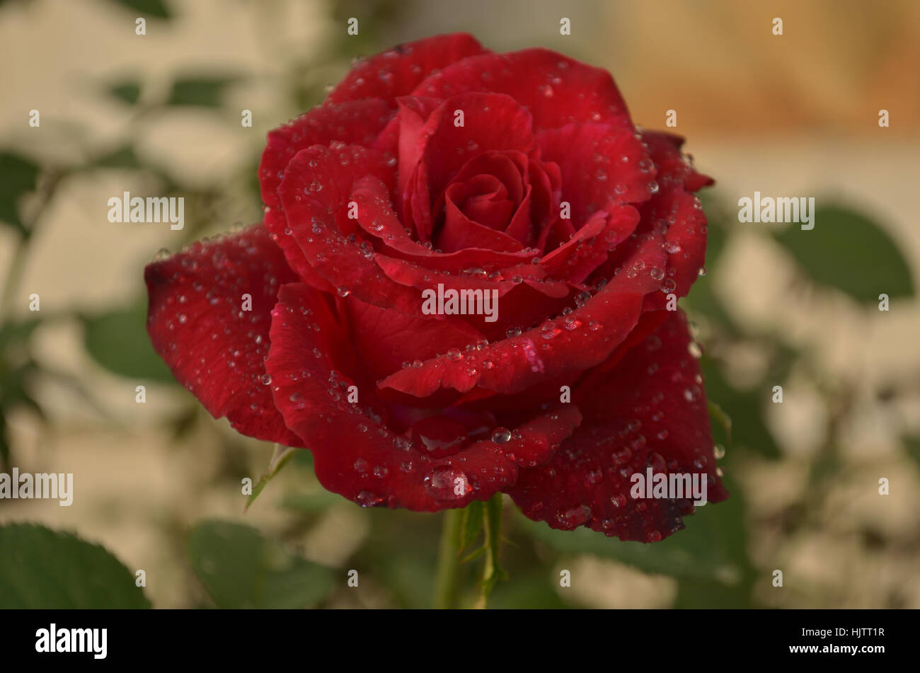 Roses and country flowers Stock Photo - Alamy