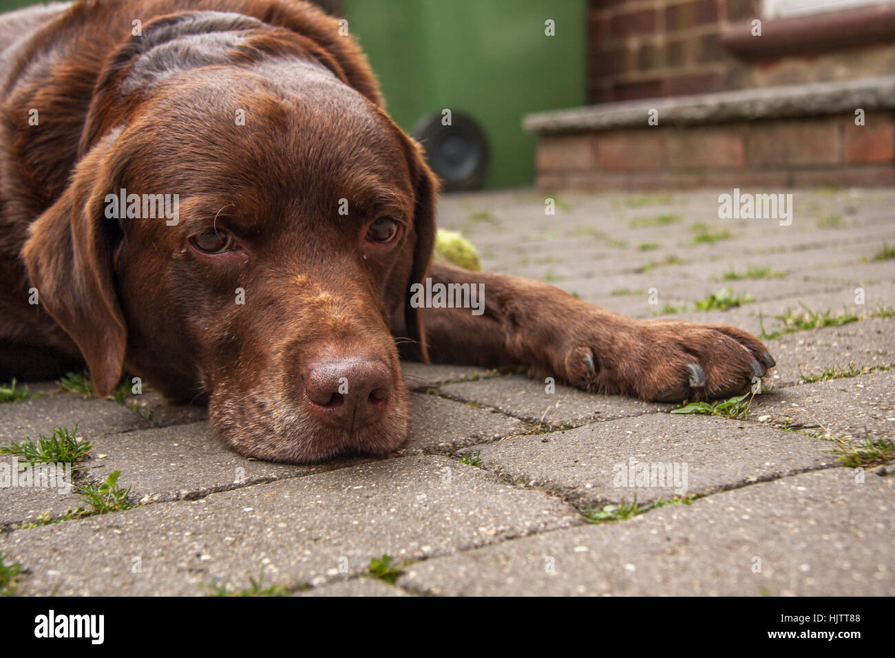 Brown/red/chocolate labrador retriever dog laid down outside looking at camera Stock Photo
