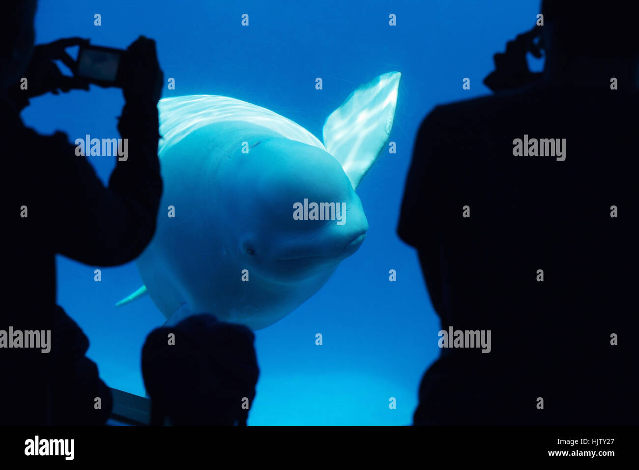 Tourists observing a beluga whale Stock Photo
