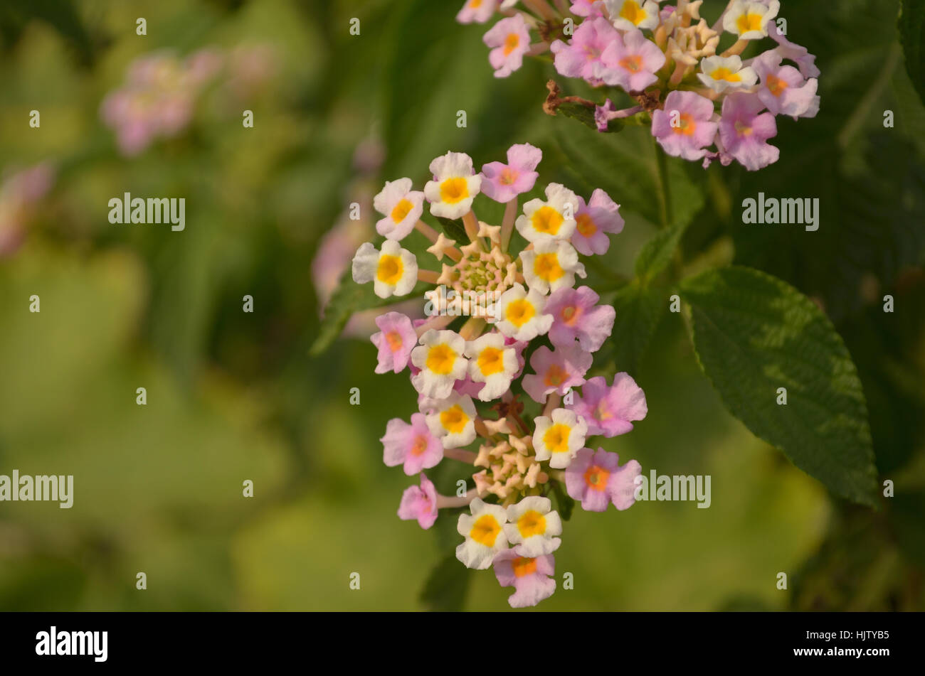 Roses and country flowers Stock Photo - Alamy