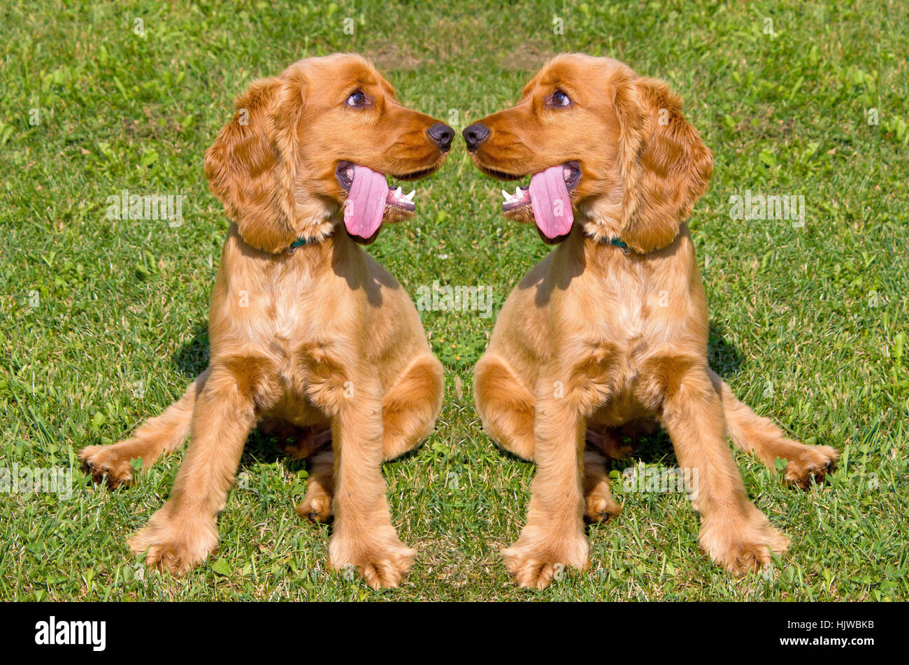 Two young red English Cocker Spaniel dogs on green grass background Stock Photo