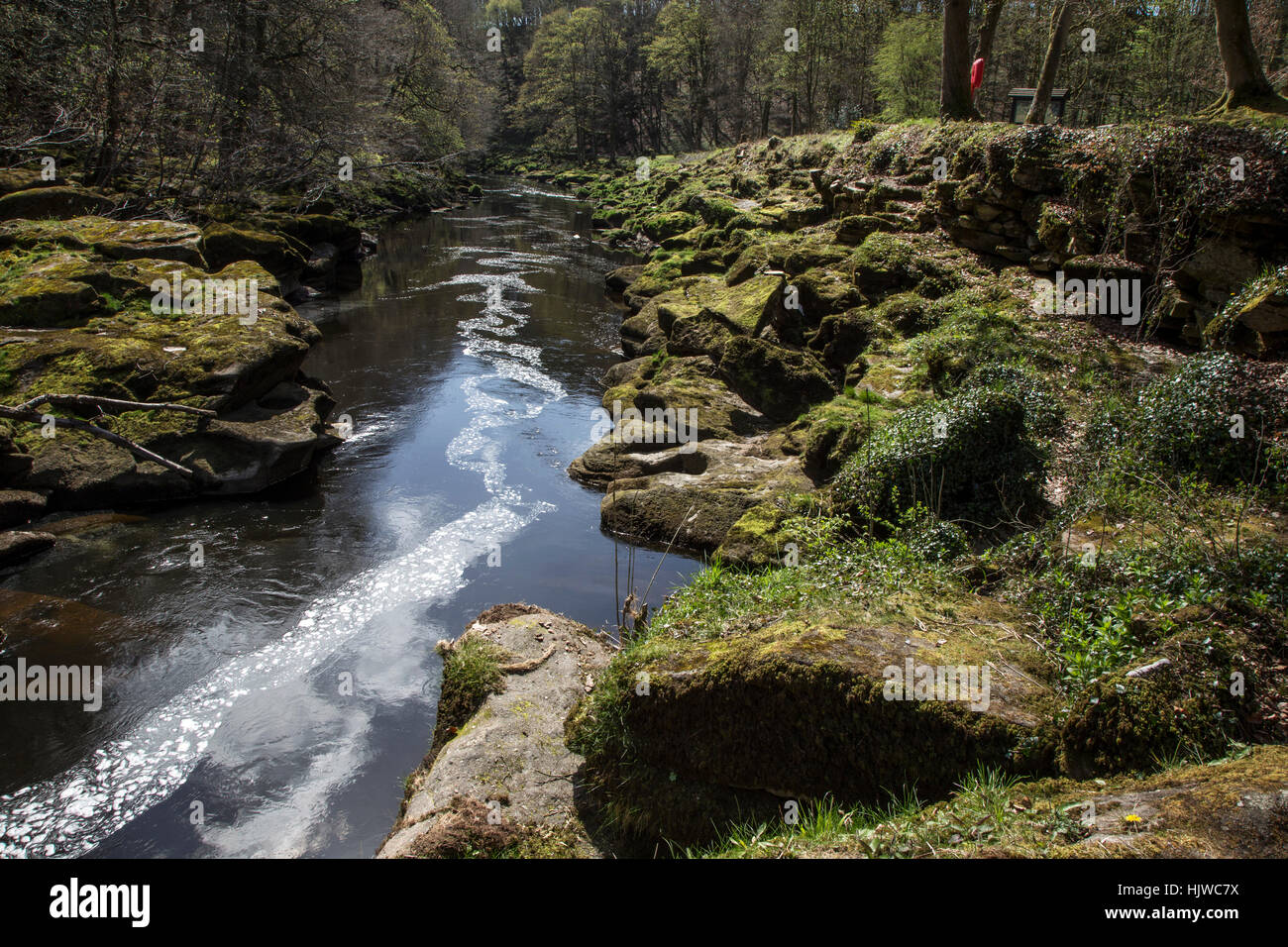 Calm water below The Strid, at Bolton Abbey, Yorkshire Dales, UK Stock Photo