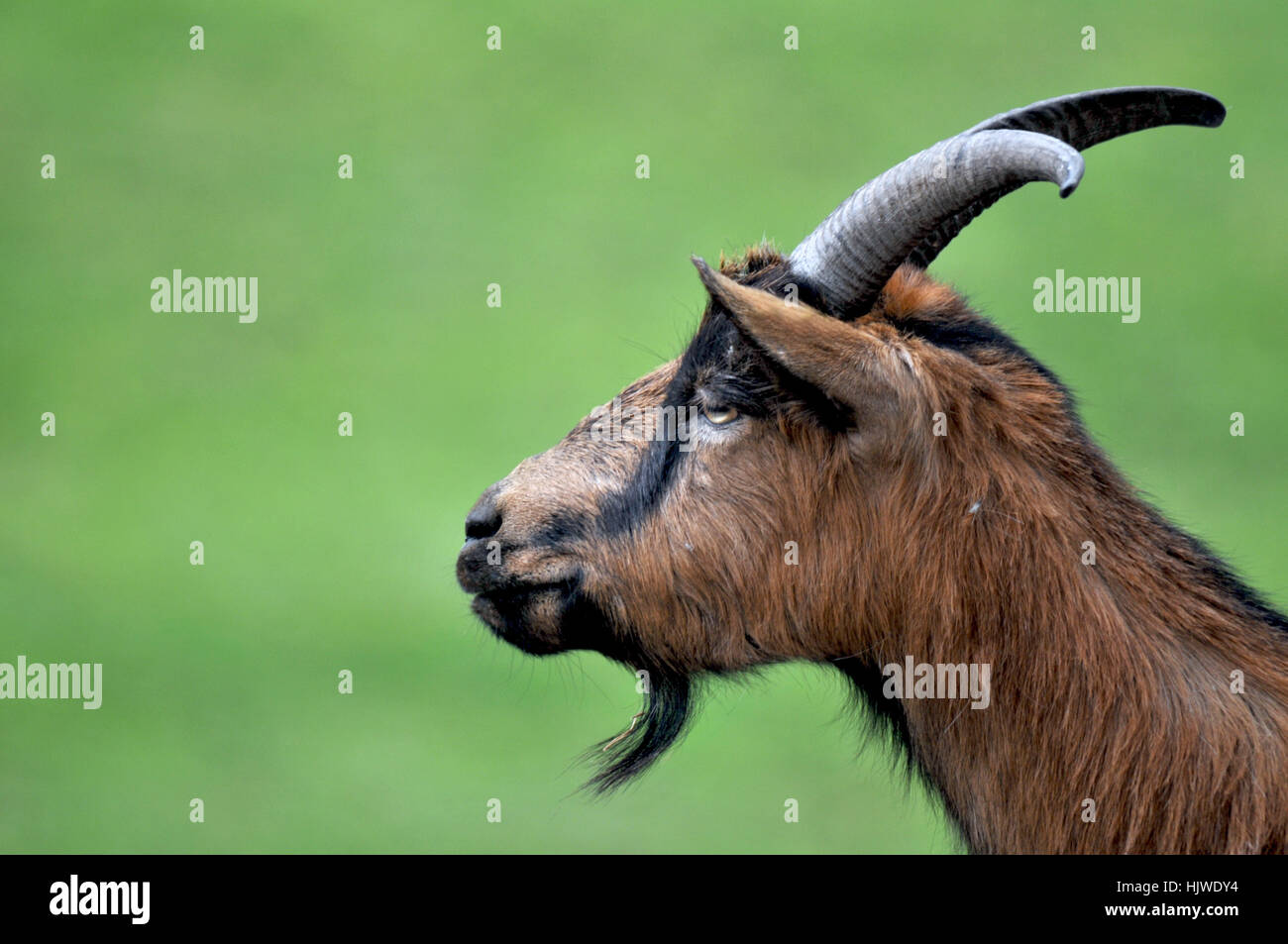 goat, she-goat, farm animal, animal, pet, goat, buck, goats, she-goat, farm Stock Photo