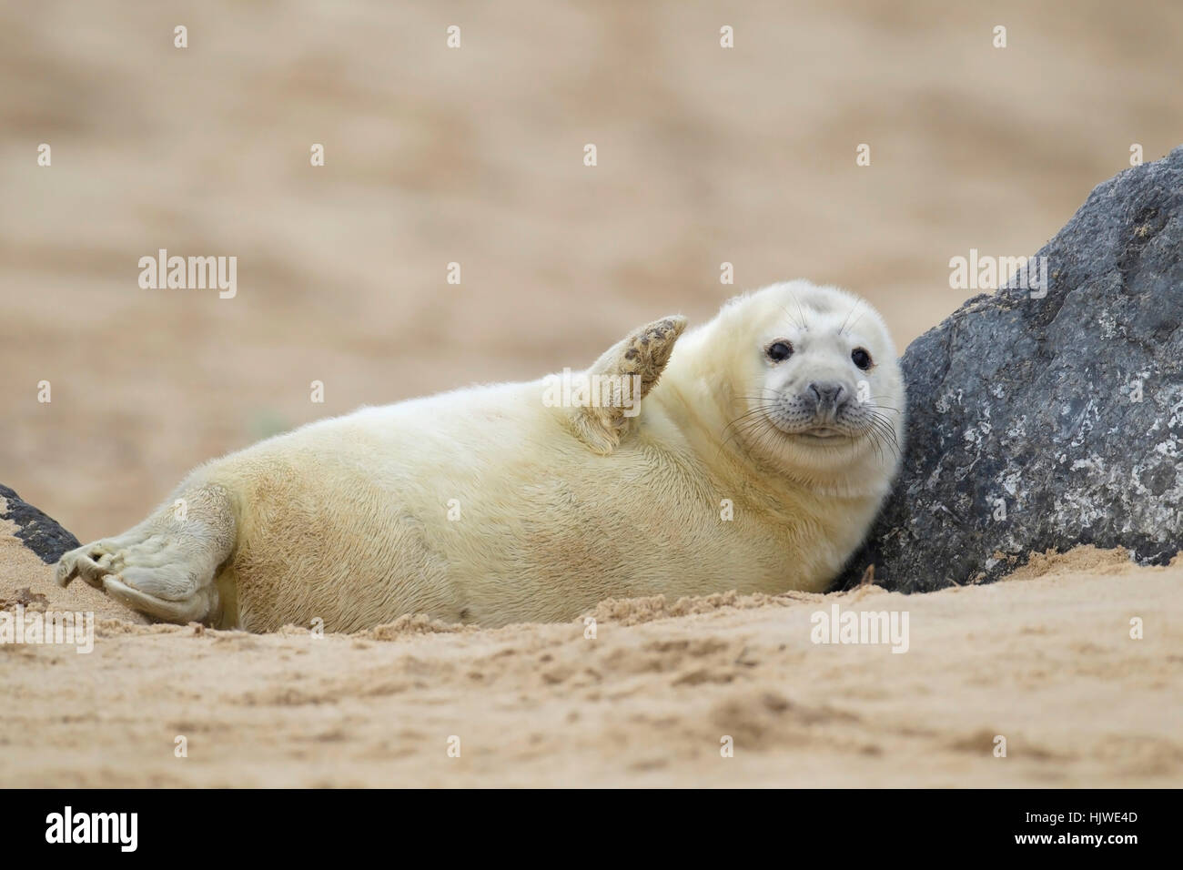 Grey seal (Halichoerus grypus), pup on a sandy beach, Norfolk, UK Stock Photo