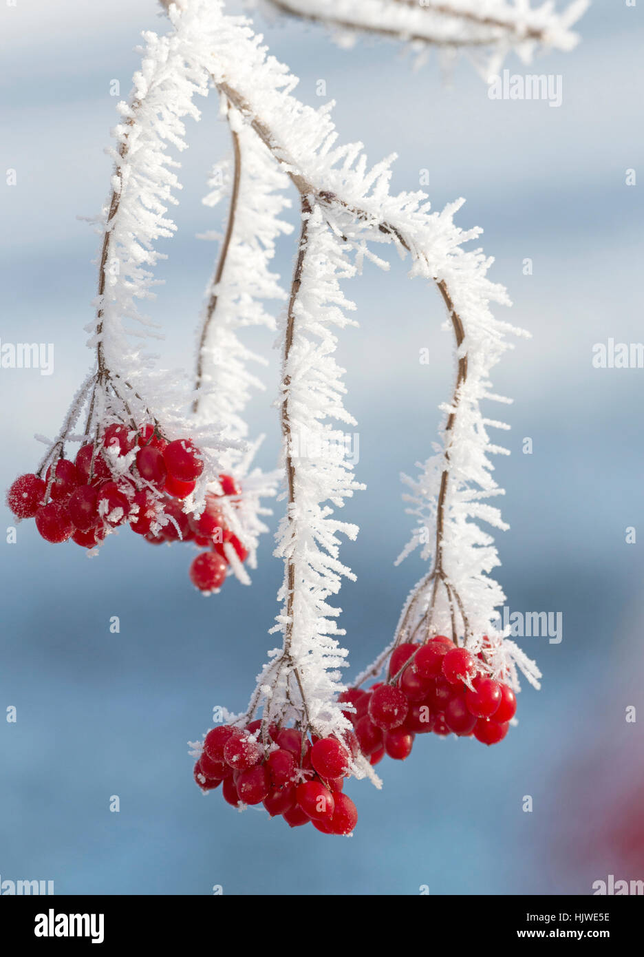 Red guelder-rose berries (Viburnum opulus) with hoarfrost, Hesse, Germany Stock Photo