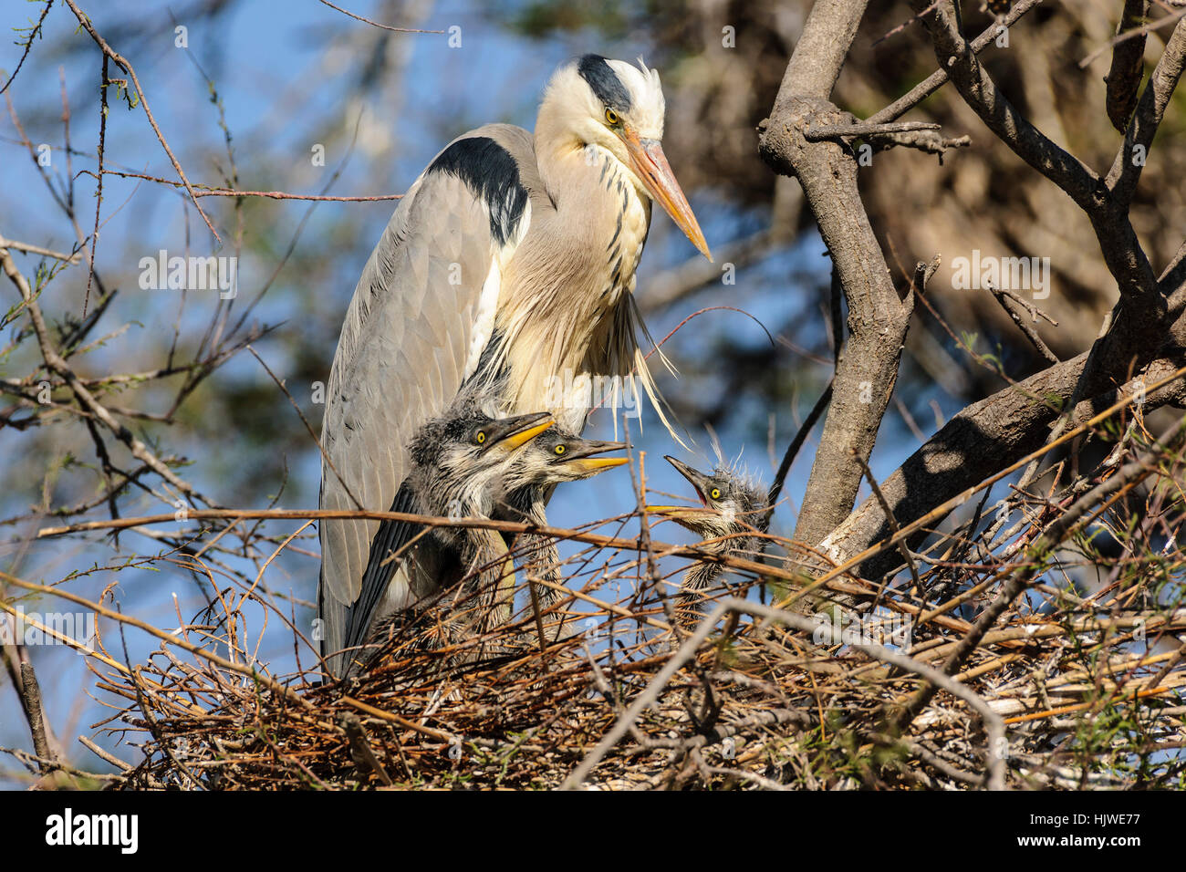 Grey Heron (Ardea cinerea) in nest with three chicks, Stes Maries de la mer, Camargue, Southern France, France Stock Photo