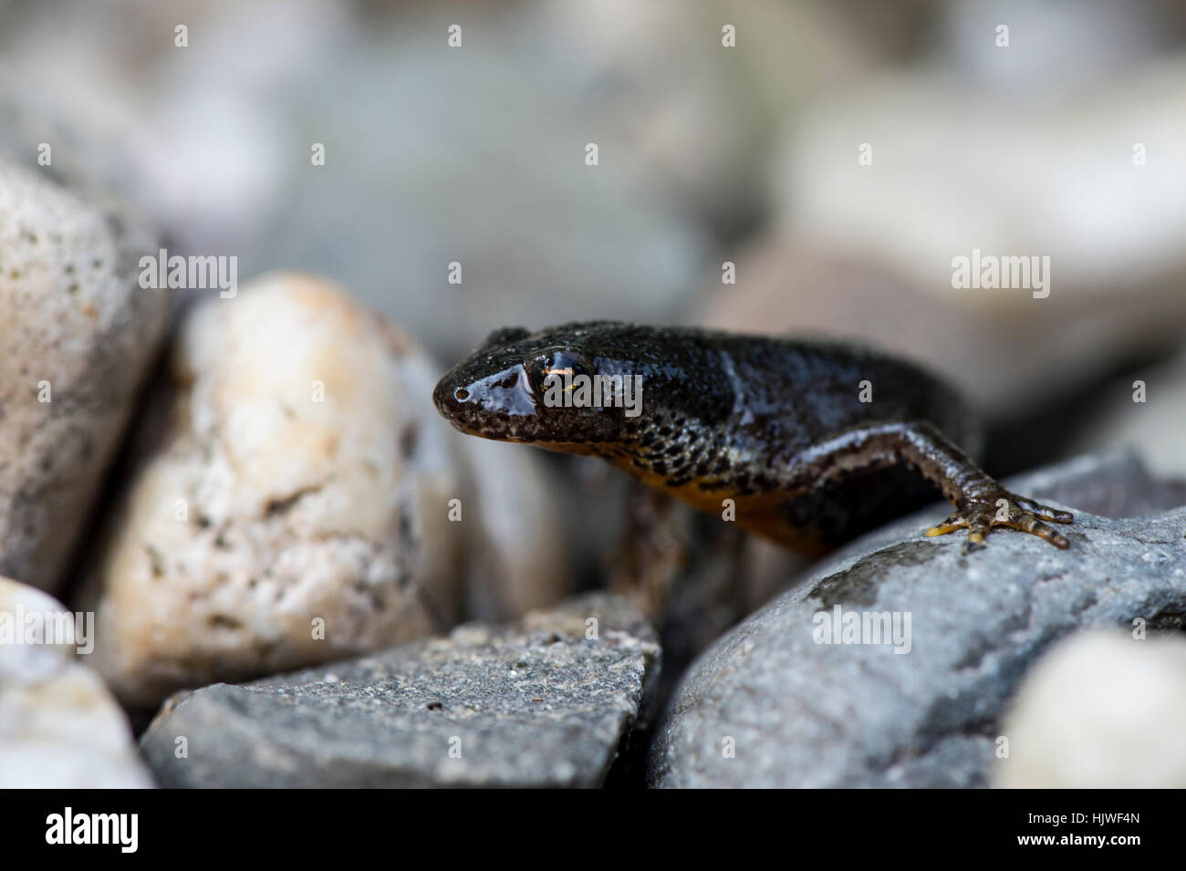 amphibians, fresh water, pond, water, Duisburg, slippery, salamander