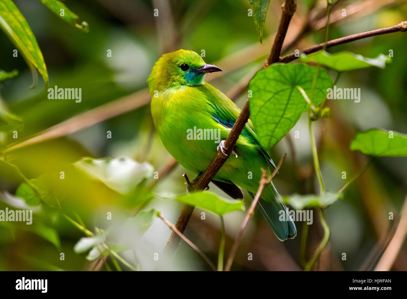 Blue-winged leafbird (Chloropsis cochinchinensis), female perched on branch, camouflaged amongst leaves Stock Photo
