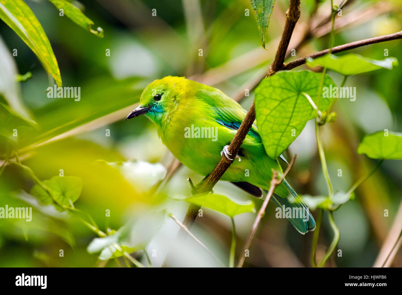 Blue-winged leafbird (Chloropsis cochinchinensis), female perched on branch, camouflaged amongst leaves Stock Photo