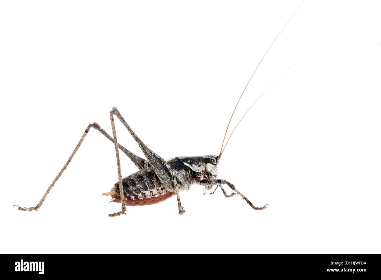 Katydids cricket (Antaxius pedestris), male, Germany Stock Photo