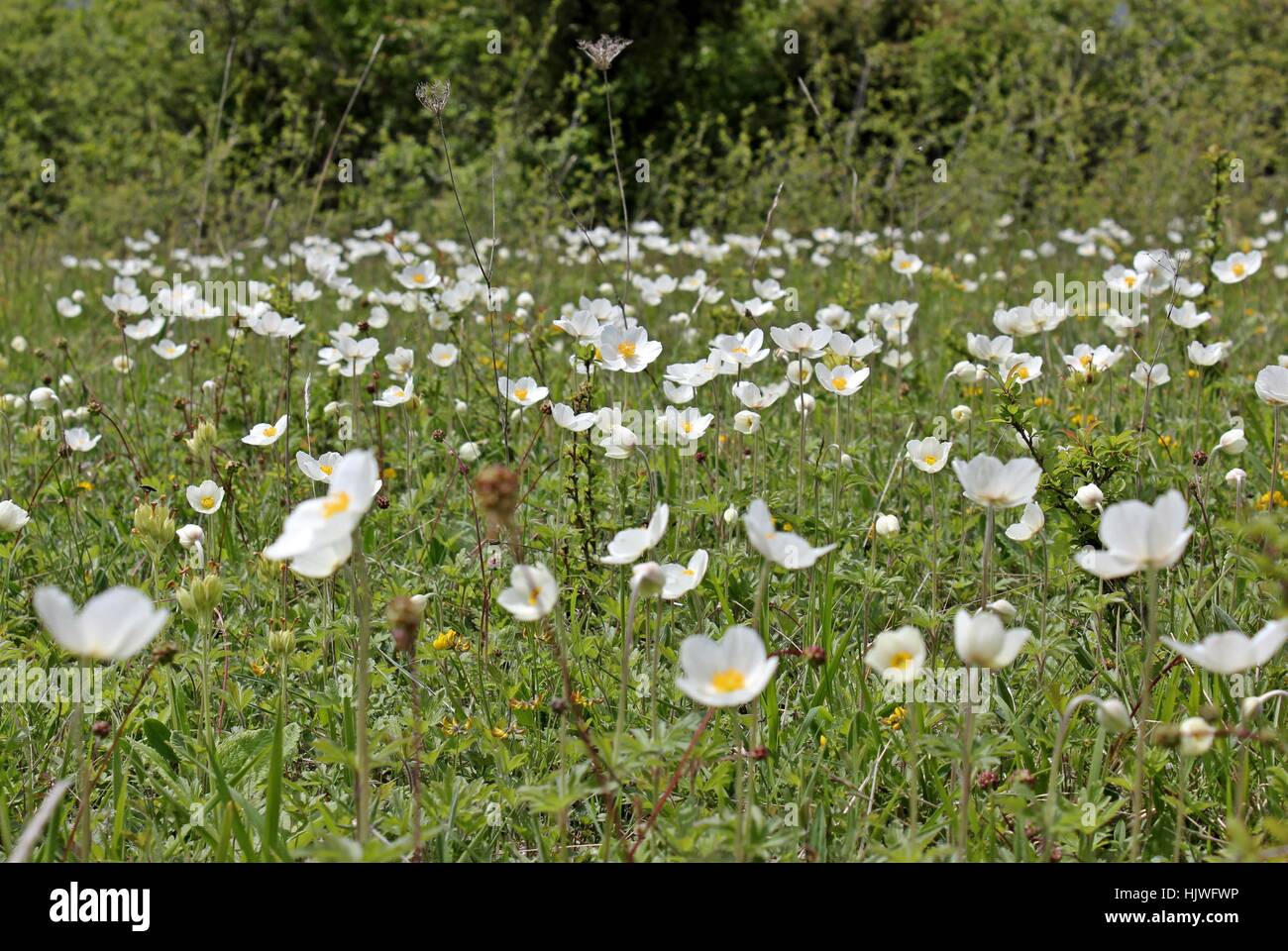 large anemone (anemone sylvestris) on drnberg Stock Photo