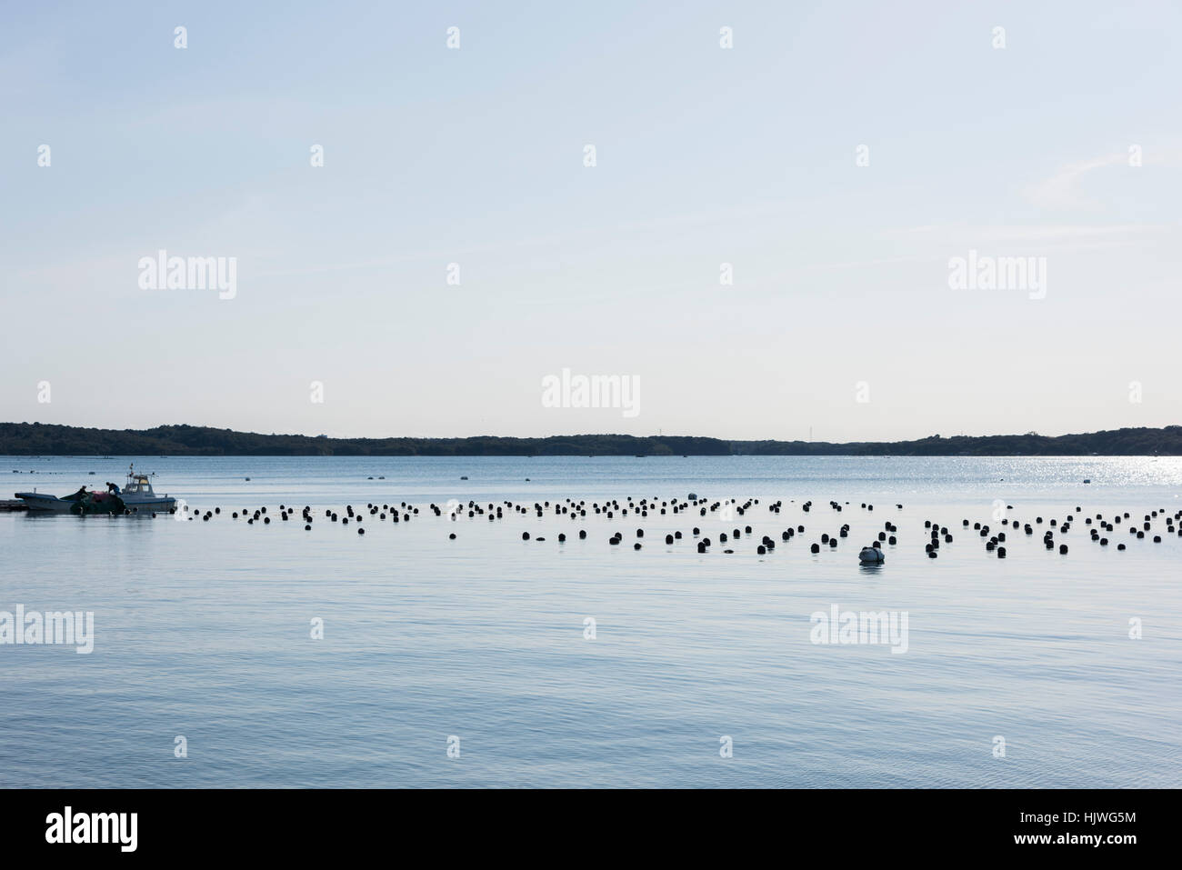Pearl cultivation, Masakijima, Ago Bay, Shima City, Mie Prefecture,Japan Stock Photo