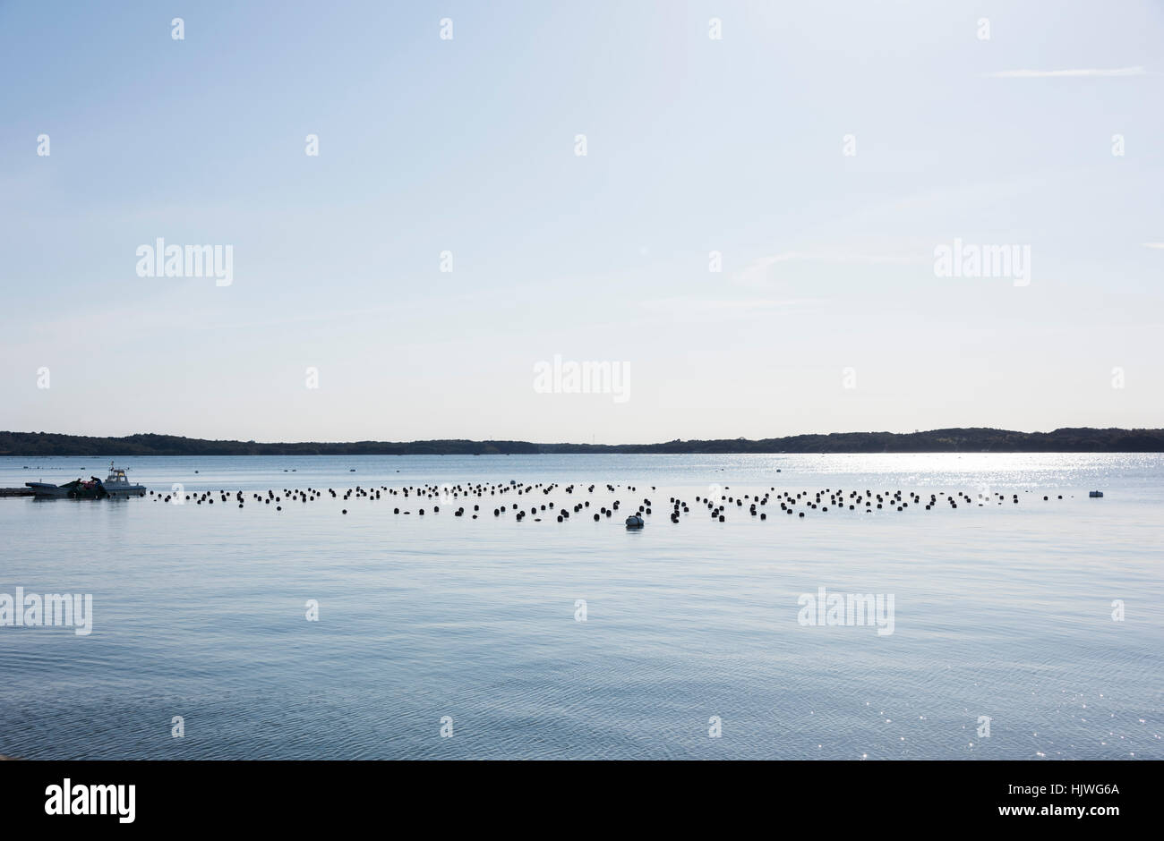Pearl cultivation, Masakijima, Ago Bay, Shima City, Mie Prefecture,Japan Stock Photo