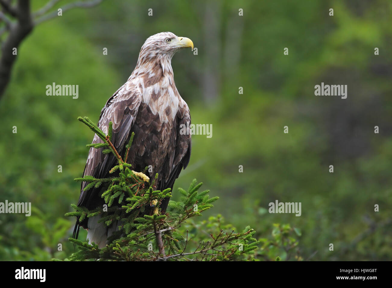 White-tailed eagle (haliaetus albicilla) on spruce, Norwegian coast, Flatanger, Norway Stock Photo