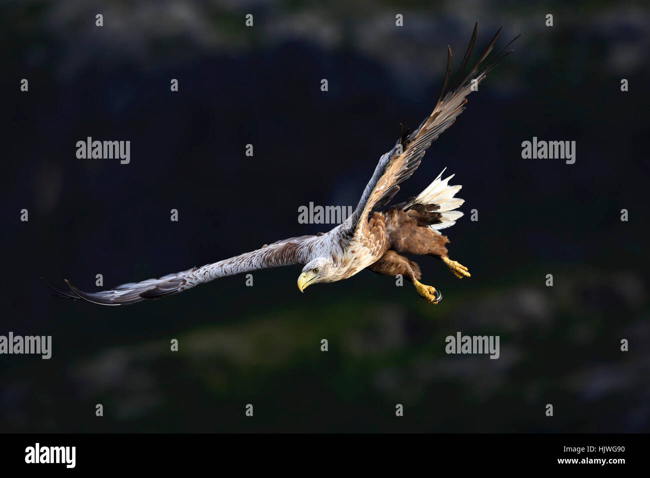 White-tailed eagle (haliaetus albicilla) in flight, Flatanger, Norway Stock Photo