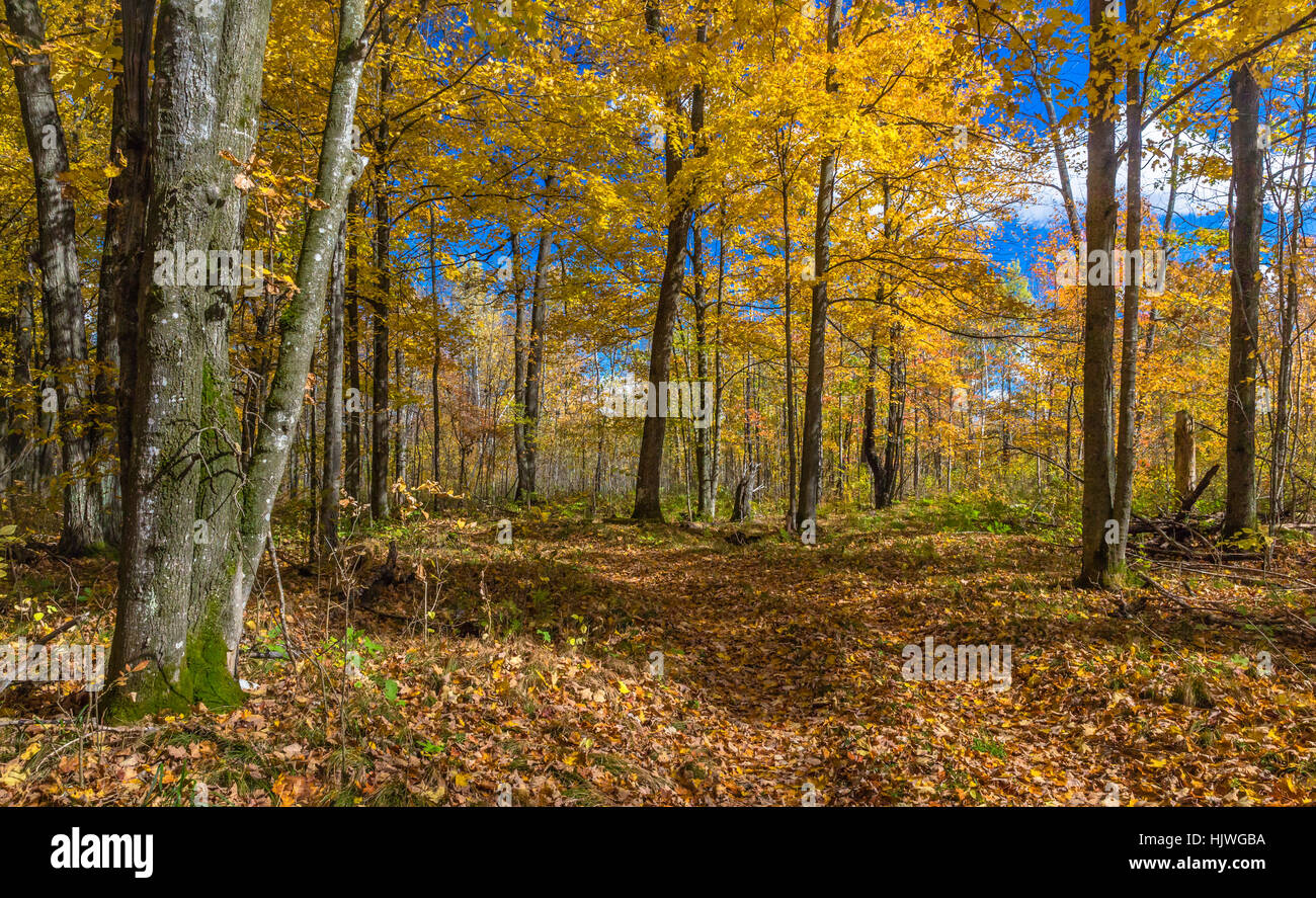 Woodland trail in northern Wisconsin Stock Photo