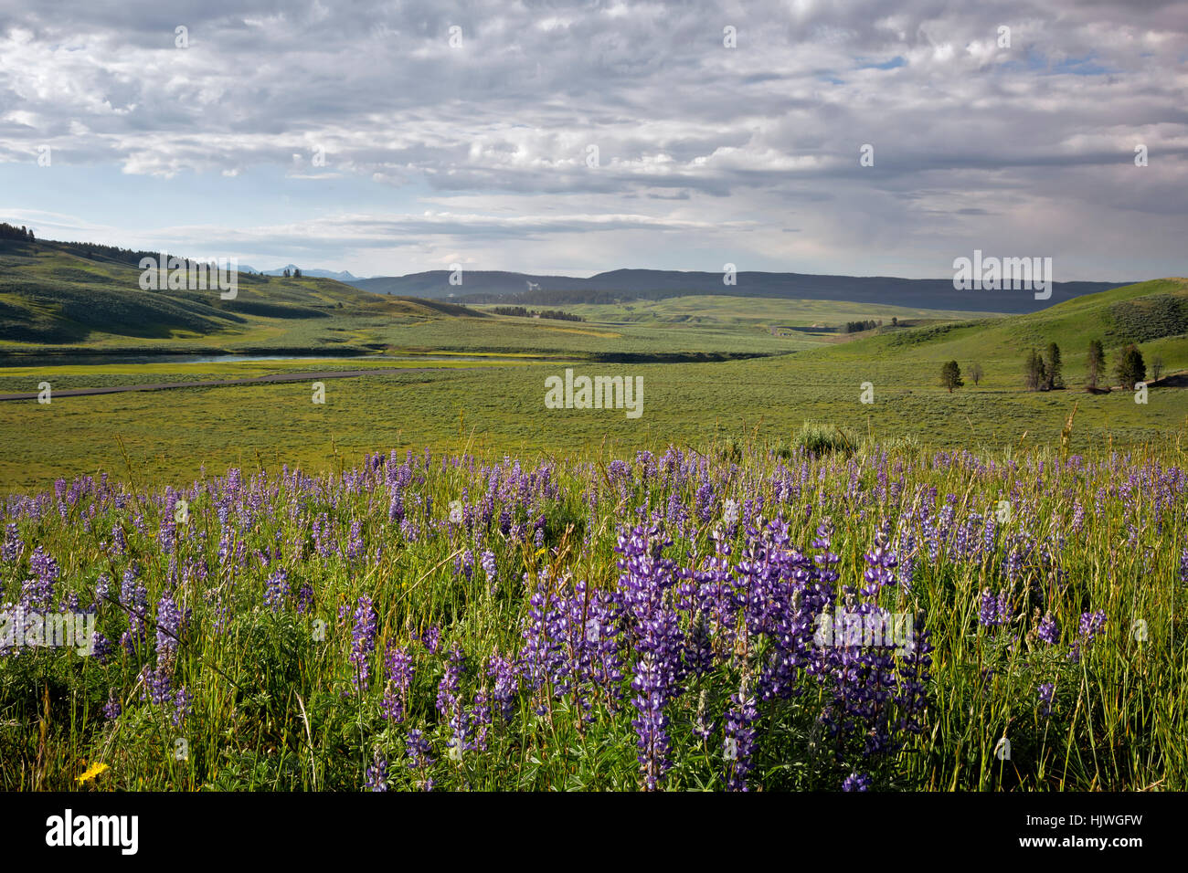 WYOMING - Lupine covered hillside overlooking the Yellowstone River in the Hayden Valley of Yellowstone National Park. Stock Photo