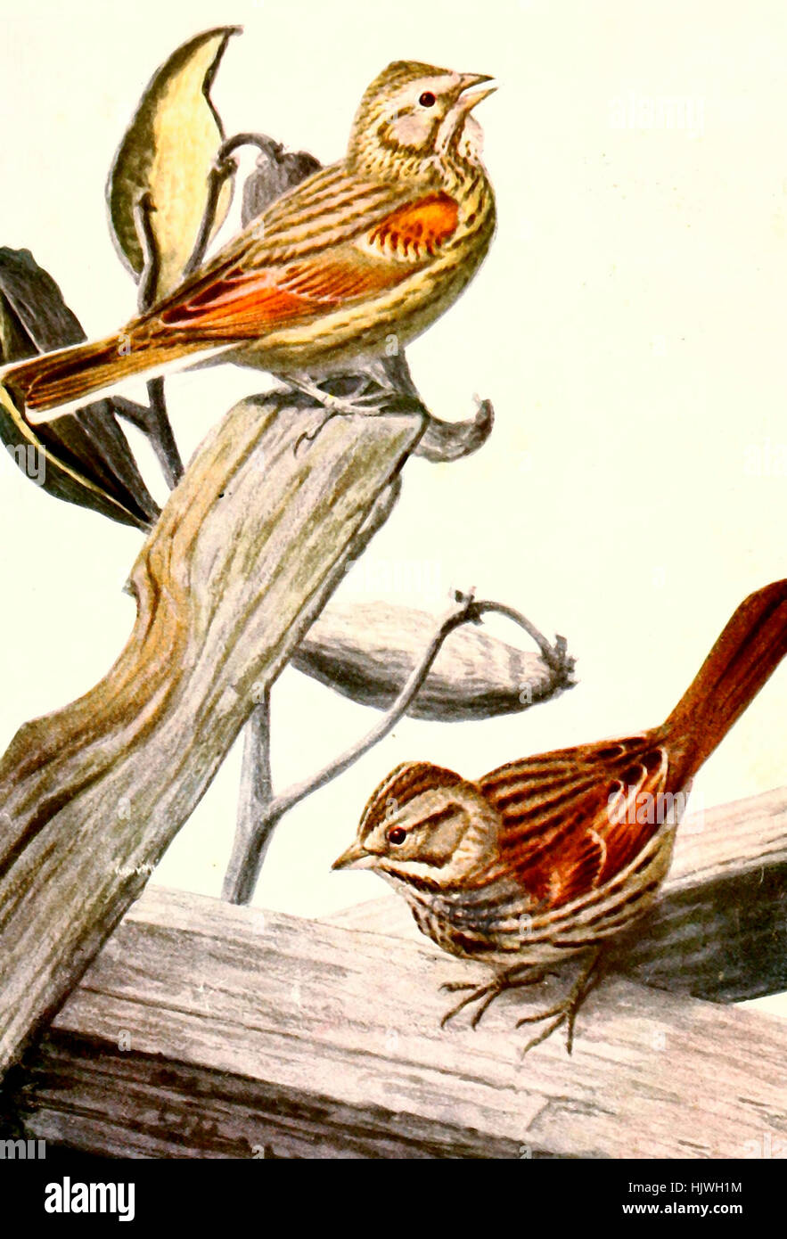 Sweet Voice the Vesper Sparrow and Little Friend the Song Sparrow Stock ...