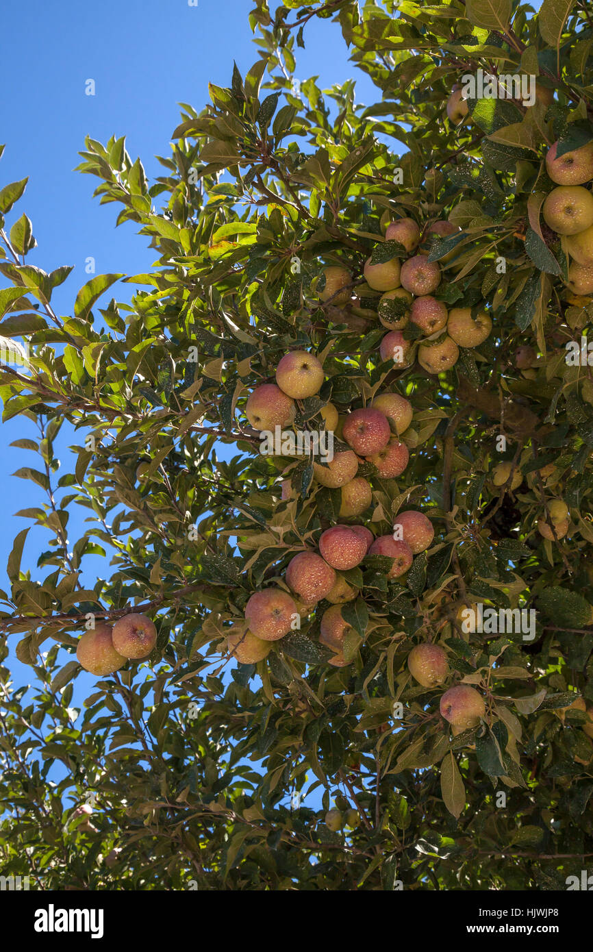 Apple orchard, Graton, California, Sonoma County, USA Stock Photo Alamy