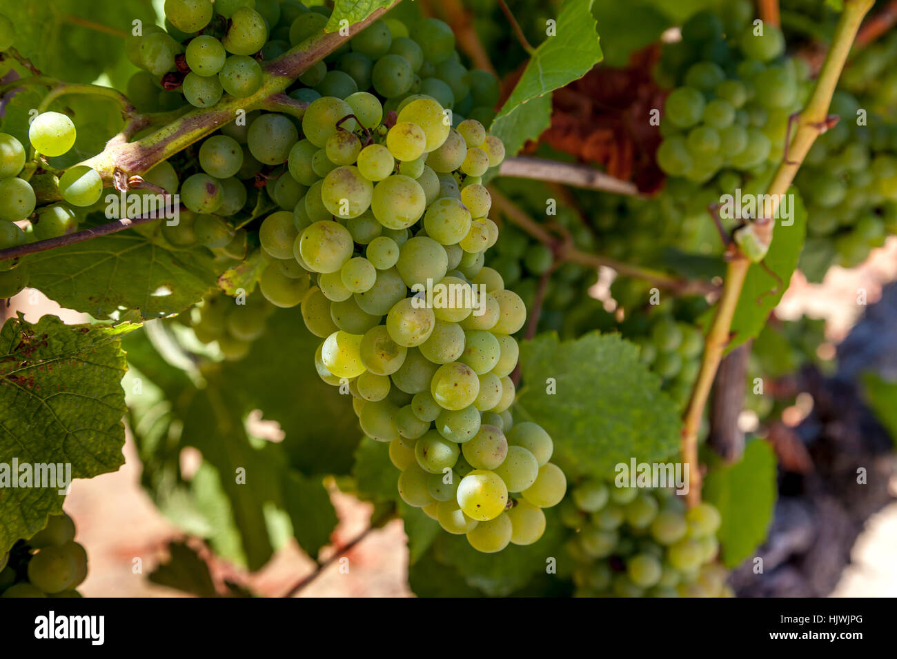 Winegrapes, Santa Rosa, Sonoma County, California, USA Stock Photo