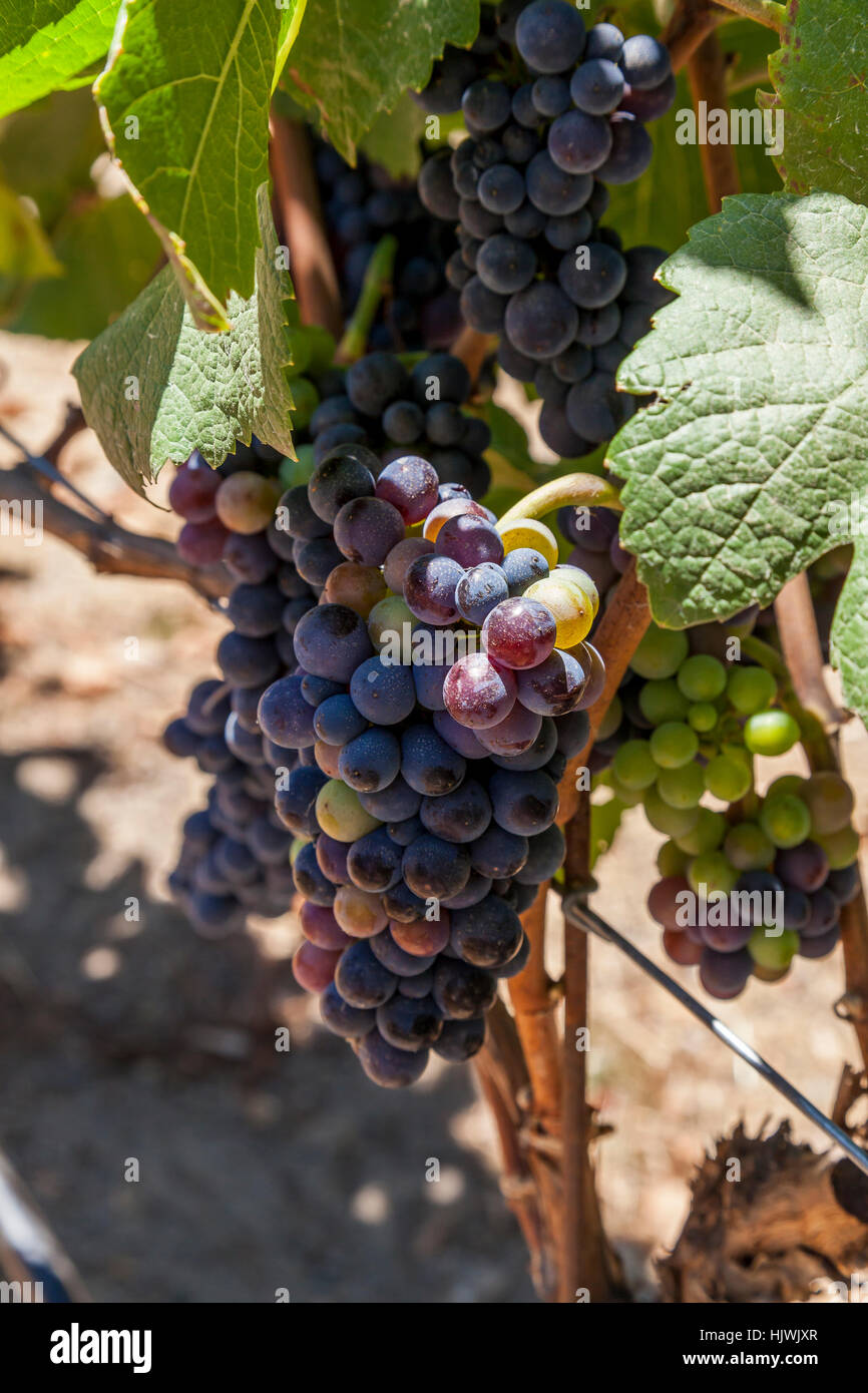 Pinot noir grapes at Martin Ray Vineyards, Santa Rosa, Sonoma County, California, USA Stock Photo