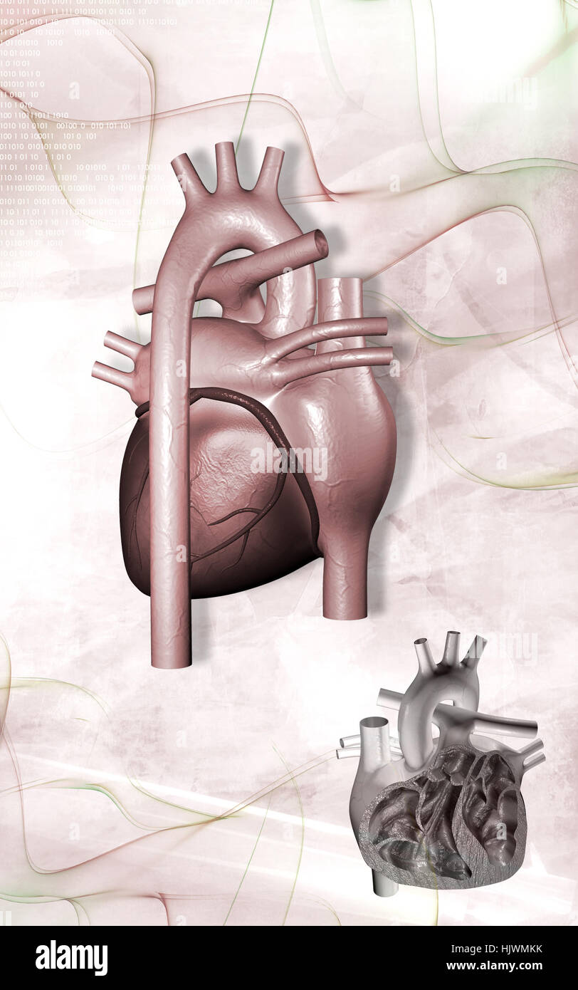 Circulation Graphics education, health, medicinally, medical, circulation, graphics, colour ...