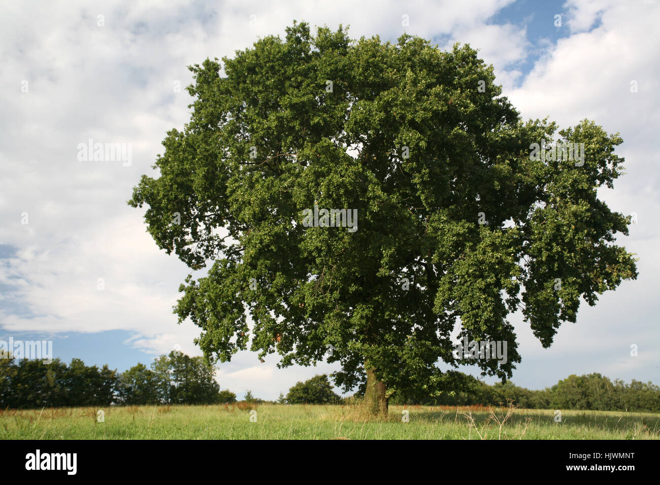 tree, deciduous tree, summer, summerly, oak, seasons, season, big, large, Stock Photo
