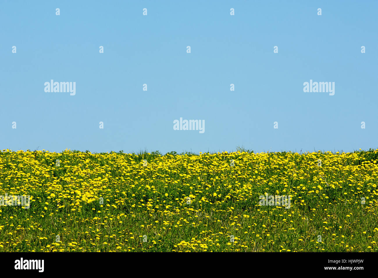 field, summer, summerly, dandelion, landscape, scenery, countryside, nature, Stock Photo