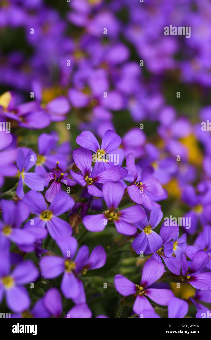 blue, purple, magenta, flower bed, flowerbed, bright, blue, colour, garden, Stock Photo