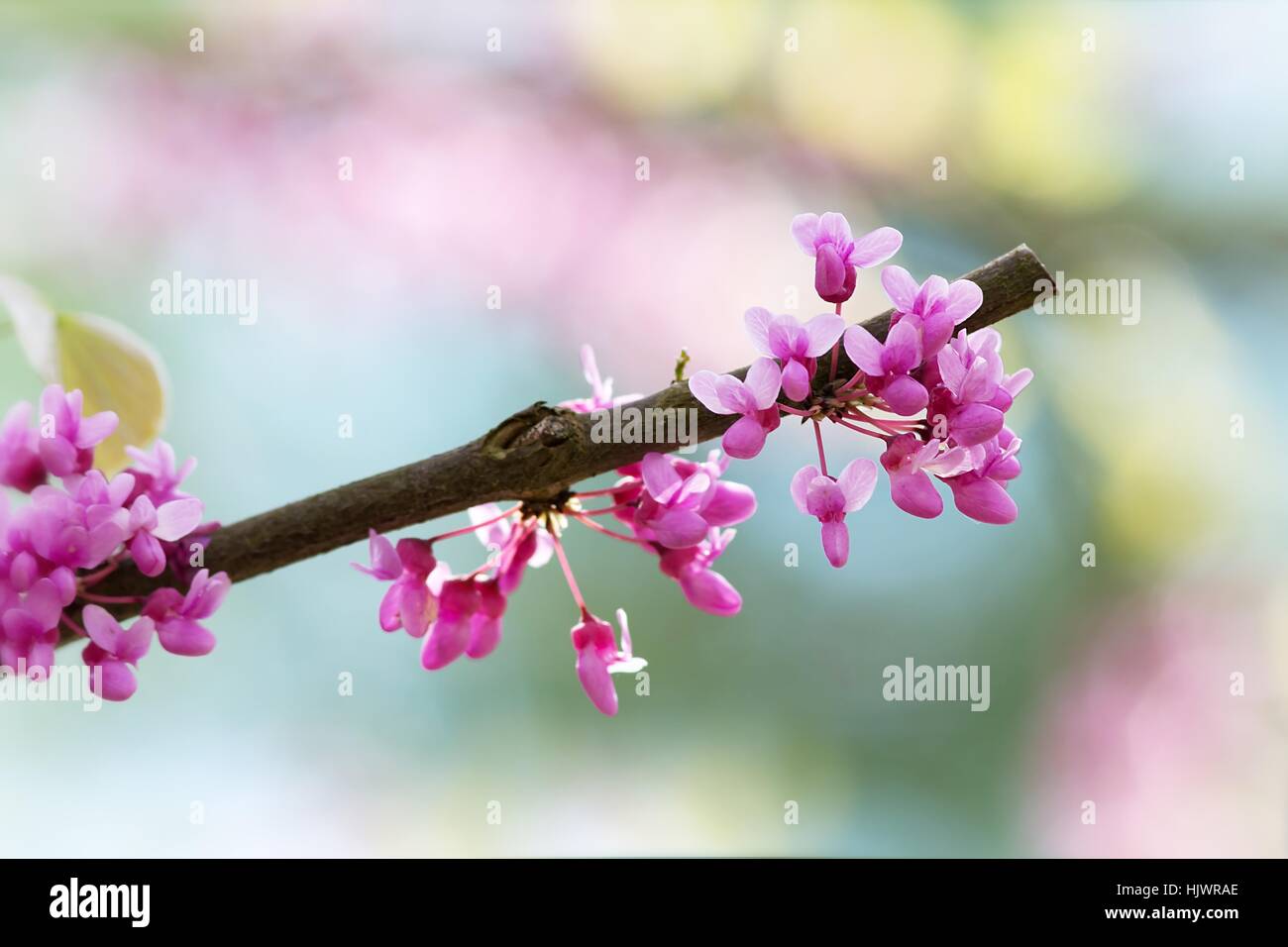 Canadian judas tree hi-res stock photography and images - Alamy