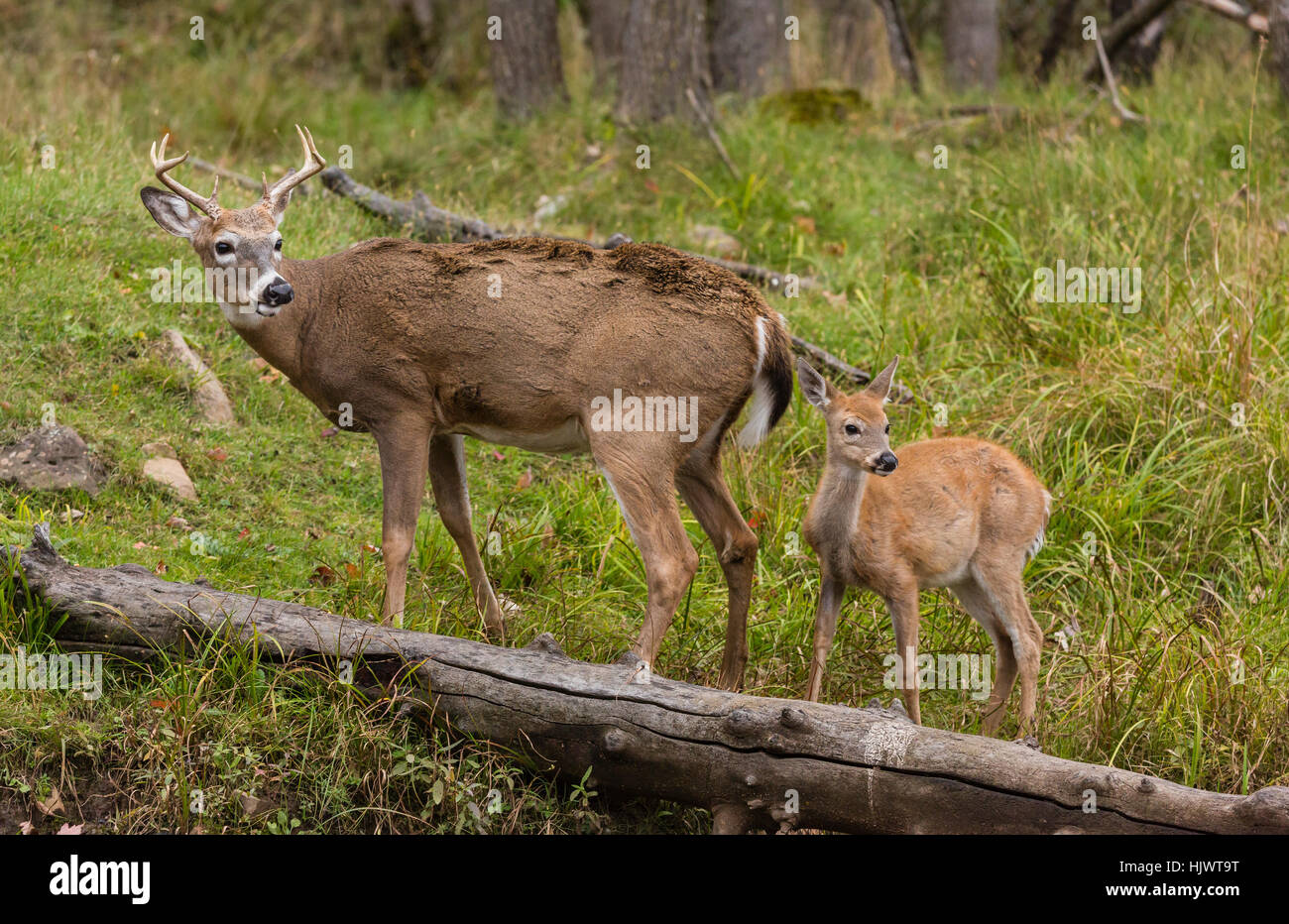 White-tailed buck and fawn Stock Photo