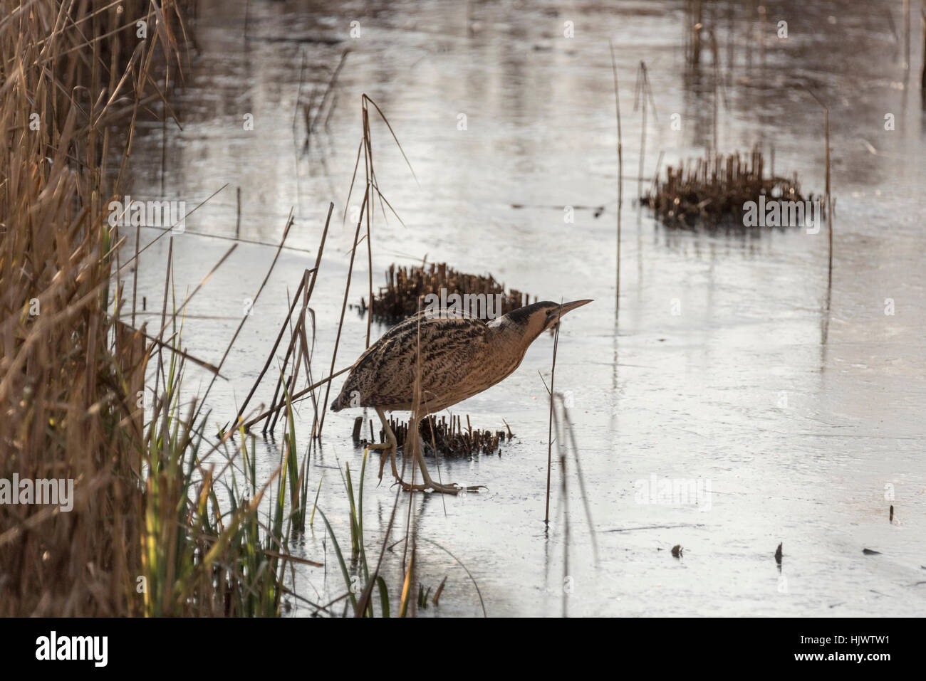 A Bittern crossing between two reed beds Stock Photo - Alamy