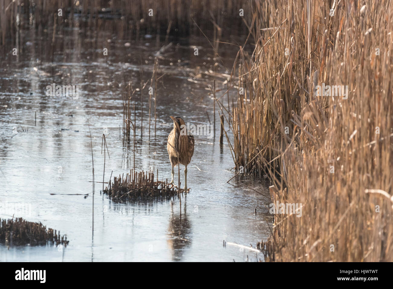 A Bittern crossing between two reed beds Stock Photo - Alamy