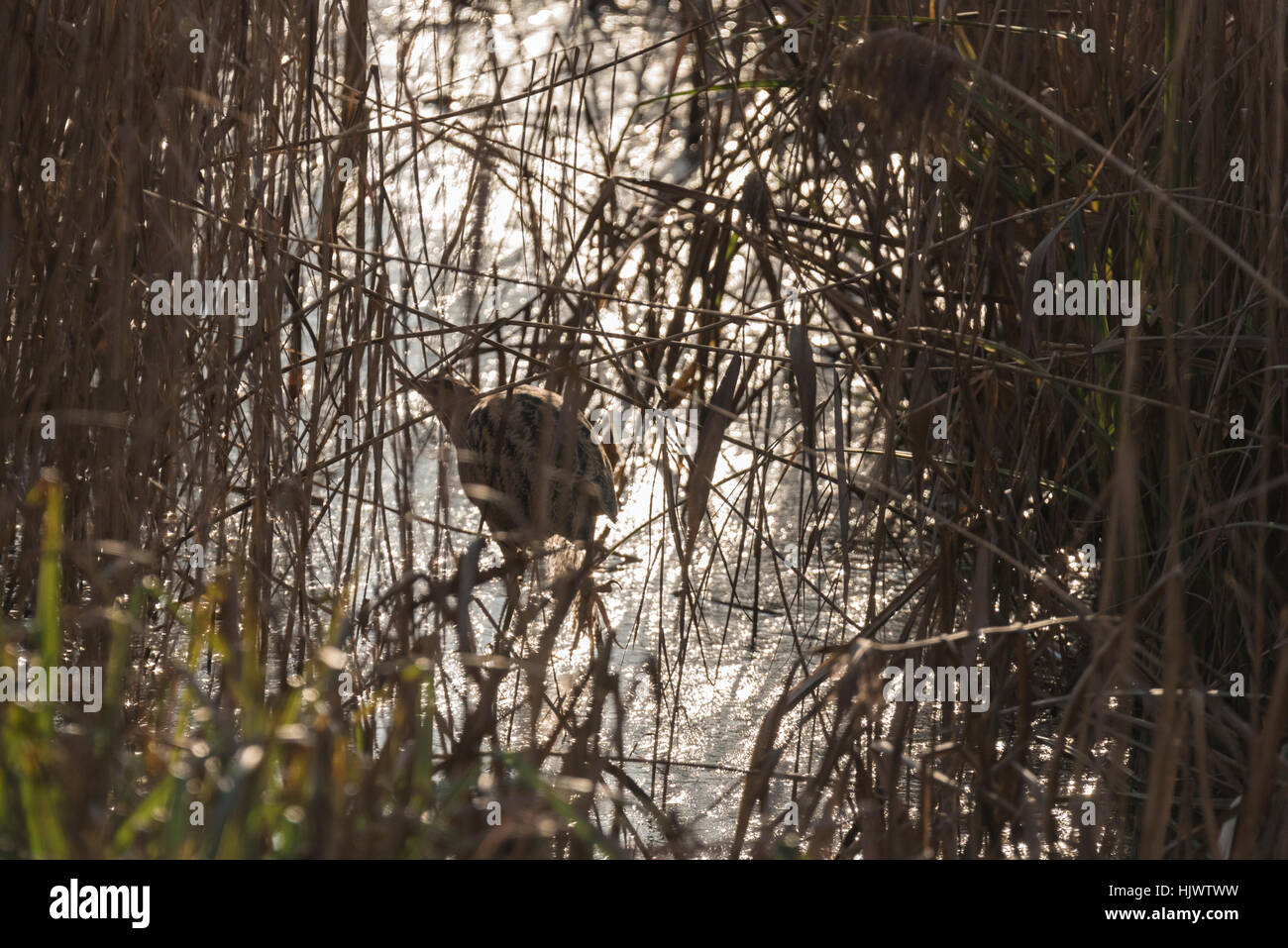 A Bittern moving in a reed bed Stock Photo - Alamy