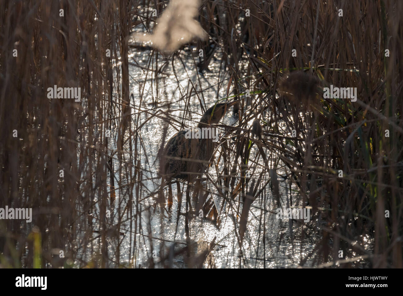 A Bittern moving in a reed bed Stock Photo - Alamy