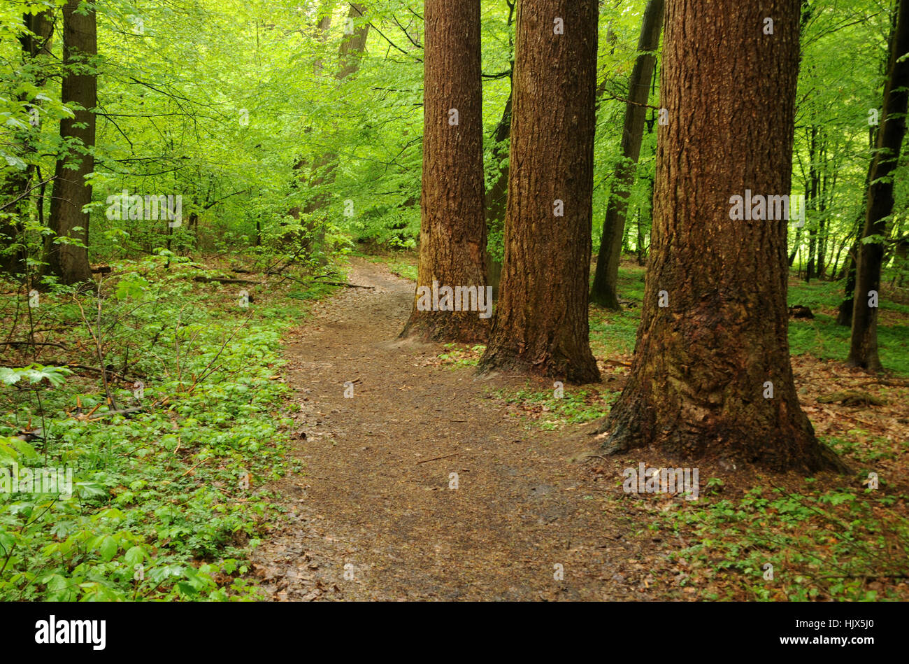 oak, path, forest, book, hike, go hiking, ramble, oak, deciduous forest, hesse, Stock Photo