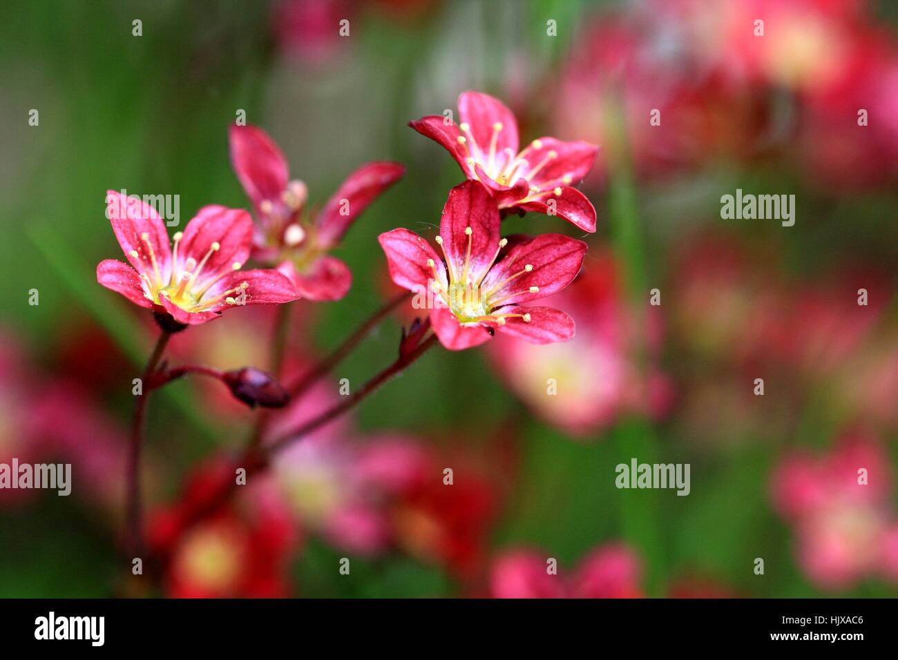 flower, plant, bloom, blossom, flourish, flourishing, macro, close-up, macro Stock Photo