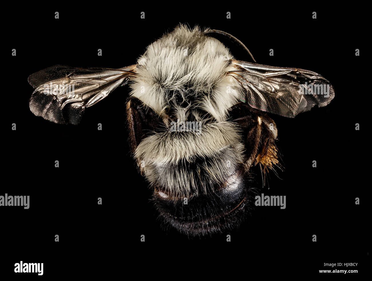 1,537 Bee Body Parts Royalty-Free Images, Stock Photos & Pictures