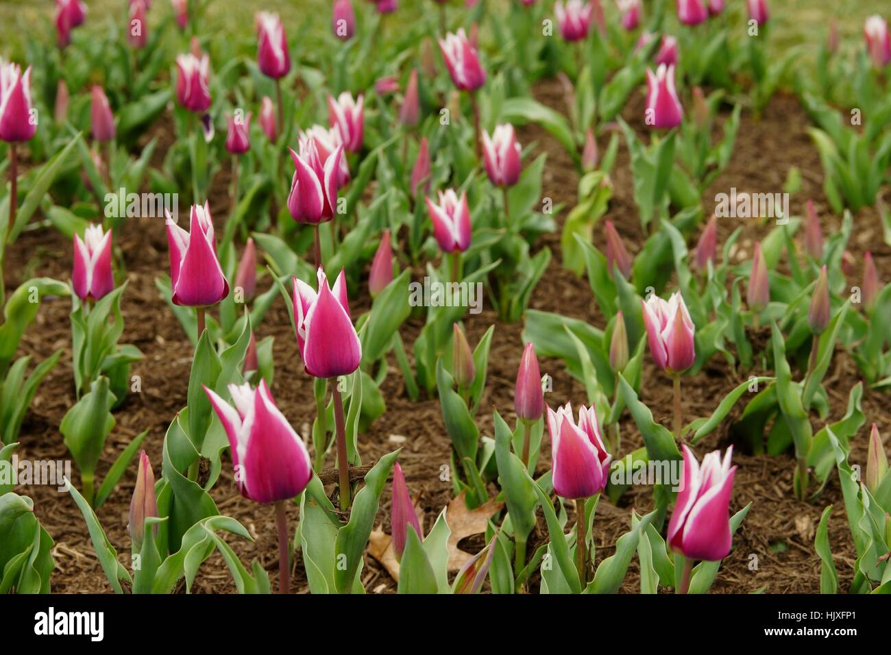 Multiple ballade tulips (lily-flowered tulips) in a flower bed Stock Photo