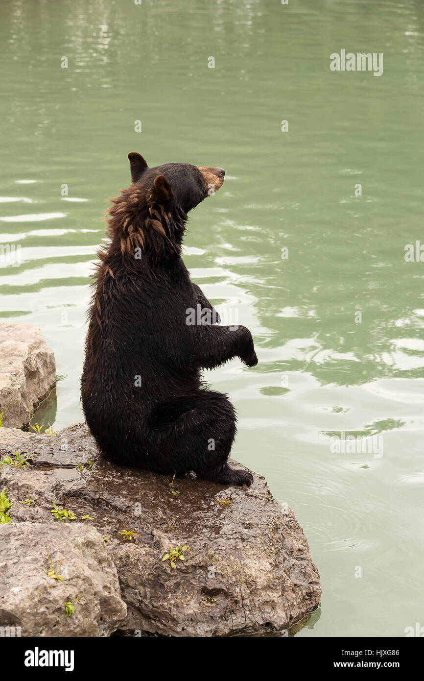 Side view of Black bear sitting up Stock Photo - Alamy
