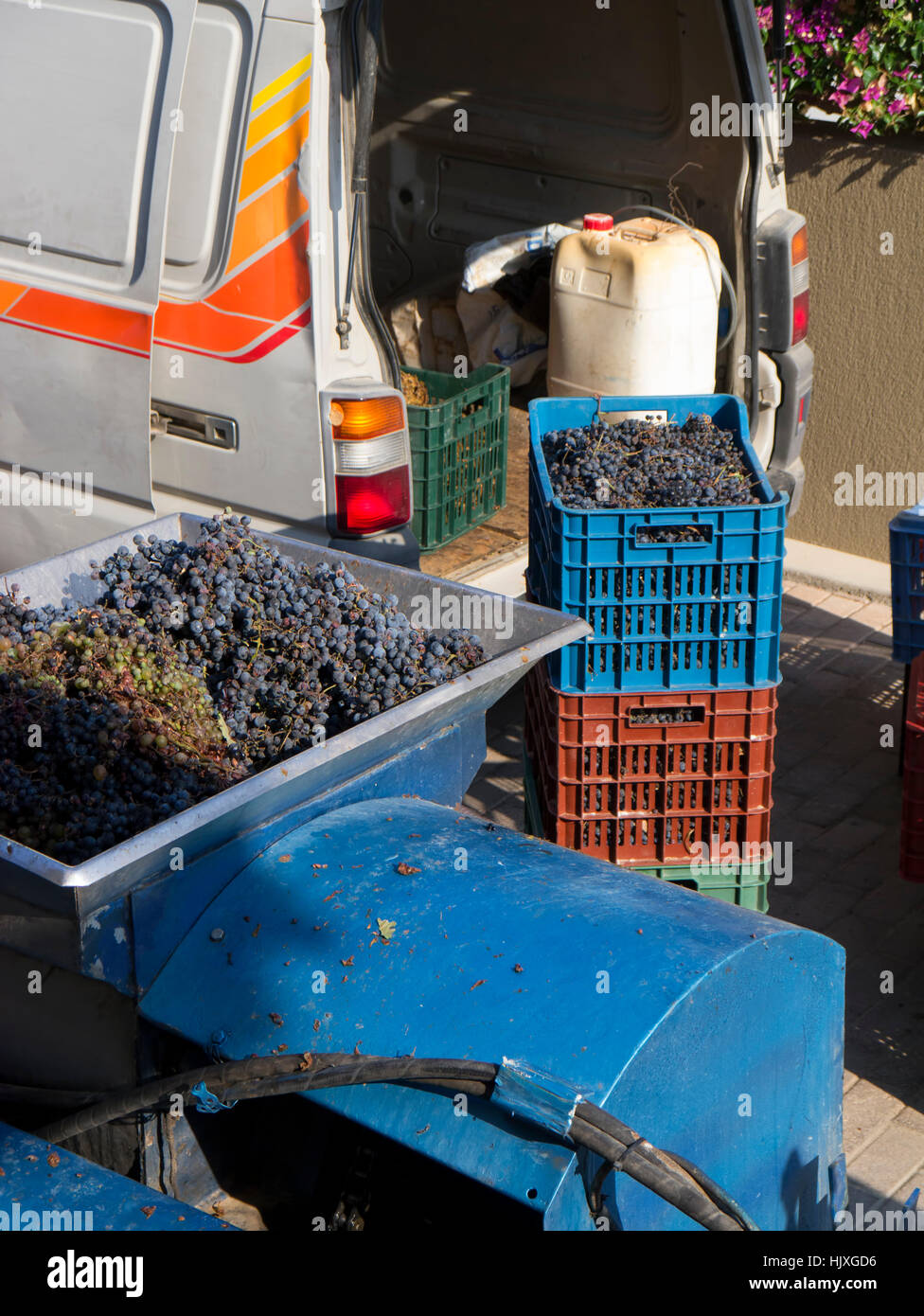 Grapes that have harvested and are being crushed ready for bottling. Stock Photo