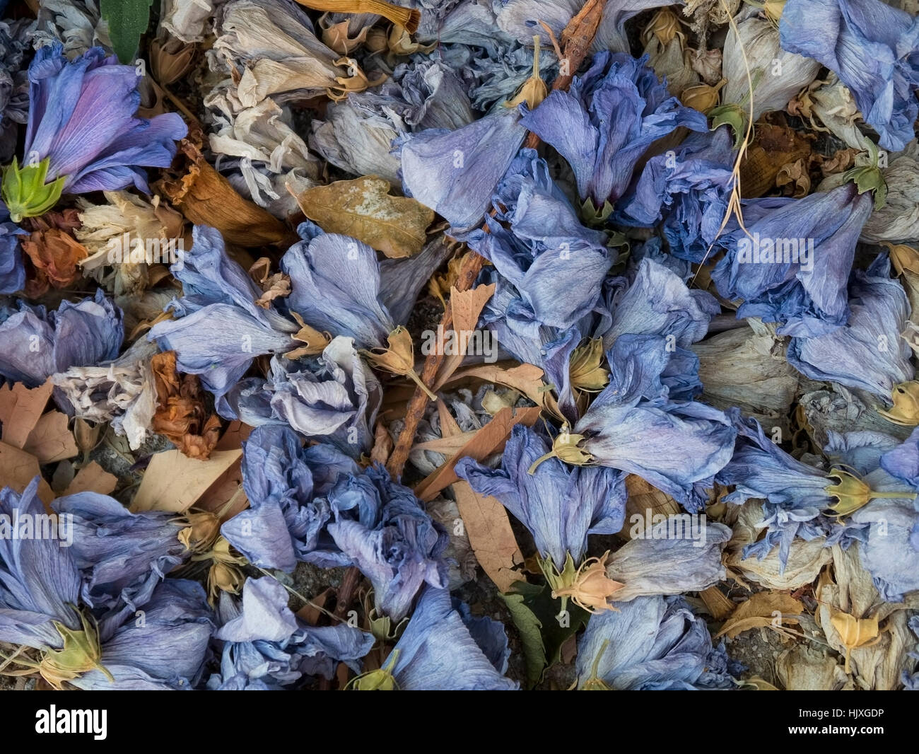 Blue flowers of potpourri Stock Photo Alamy