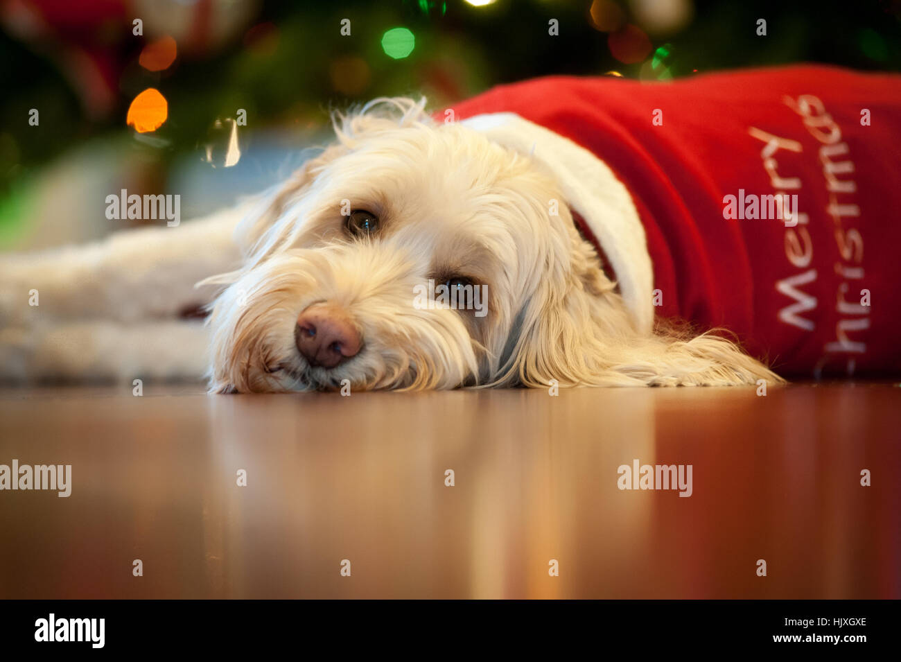 Commercial christmas lights hires stock photography and images Alamy