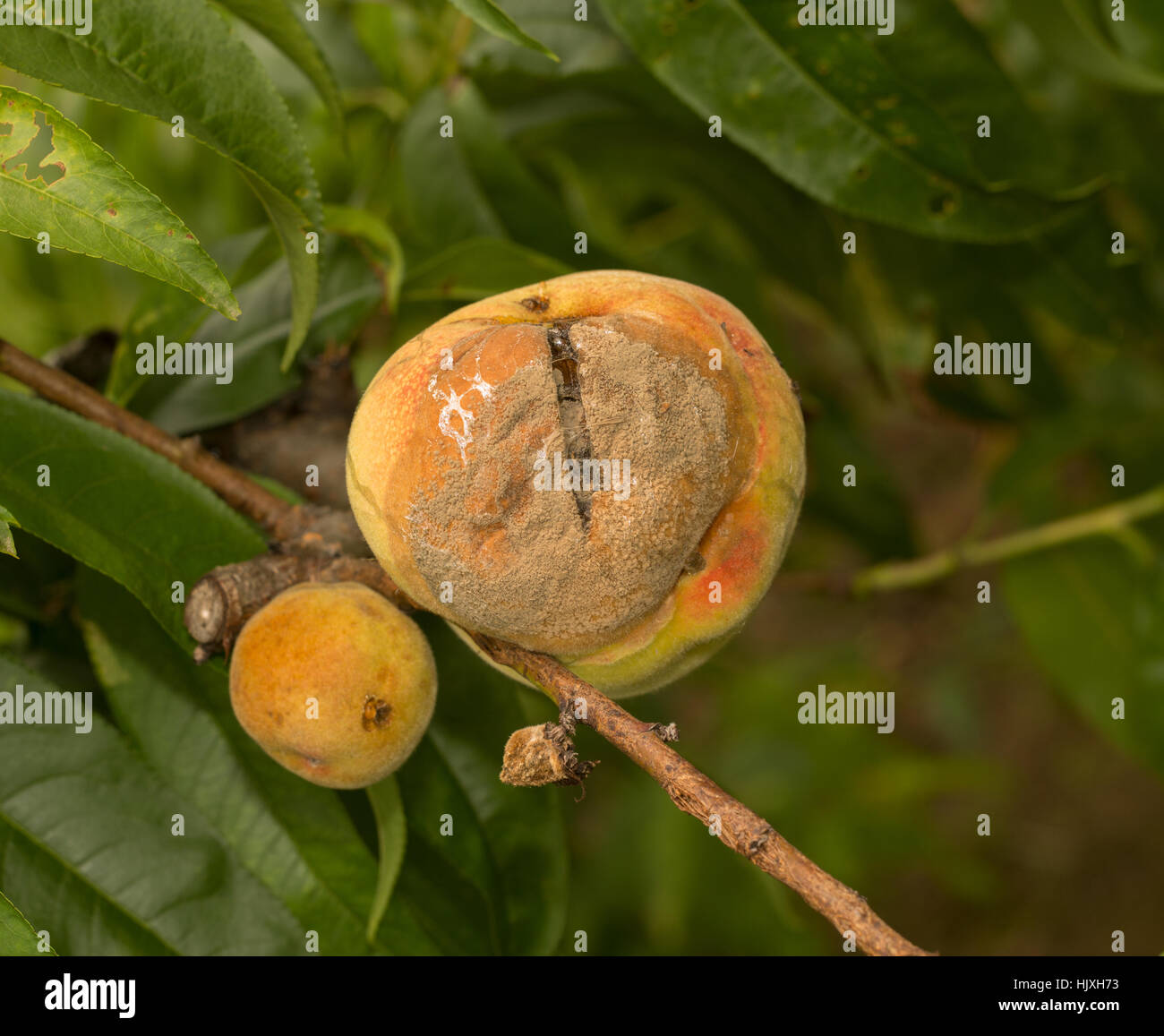 Rotten peach hires stock photography and images Alamy