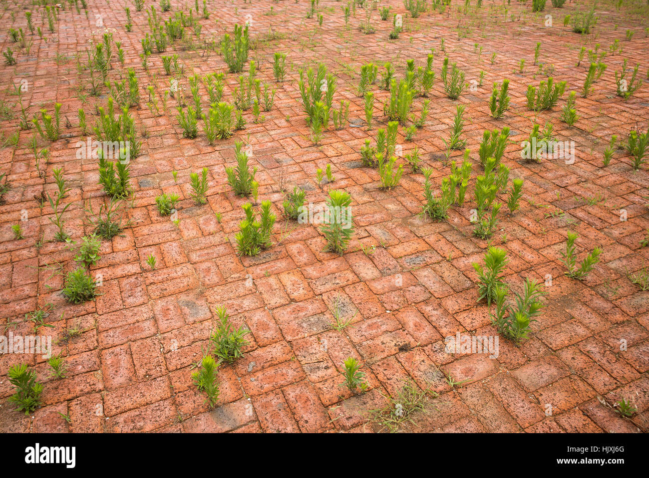 Weeds Paving Stock Photos & Weeds Paving Stock Images Alamy