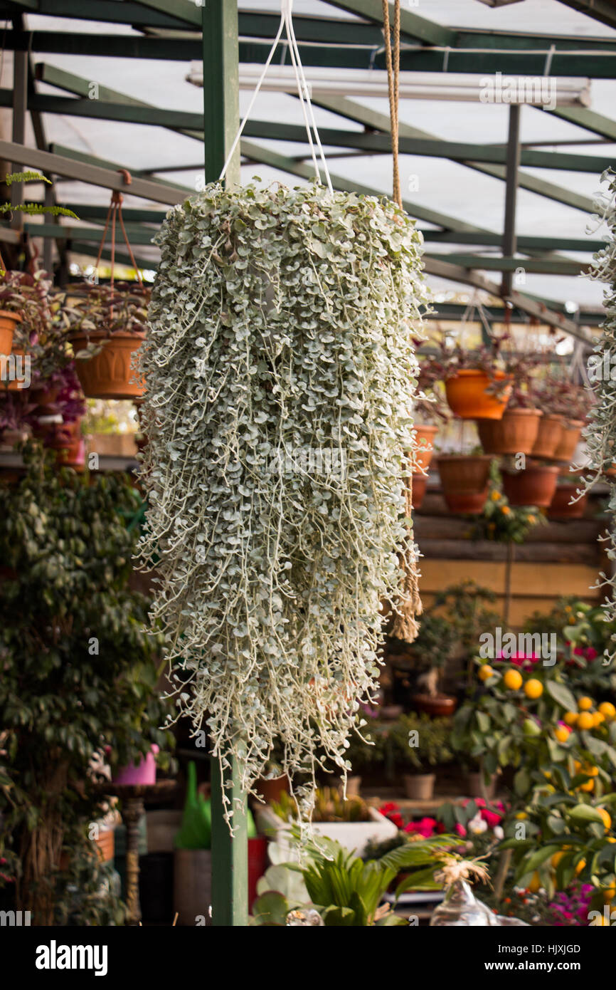 Beautiful fresh flowers as a nature background Stock Photo - Alamy