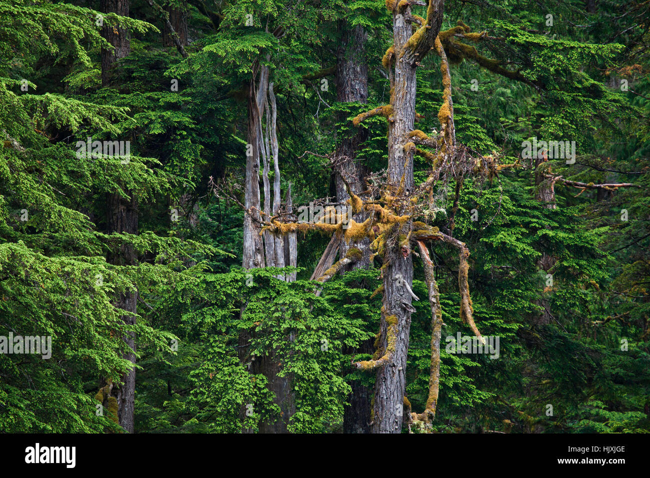Old growth forest in Southeast Alaska in summer. Stock Photo