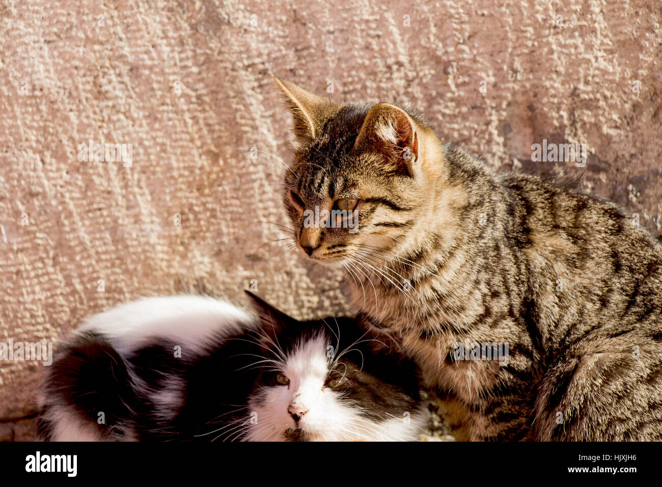 Portrait of a homeless street cats in the street Stock Photo - Alamy