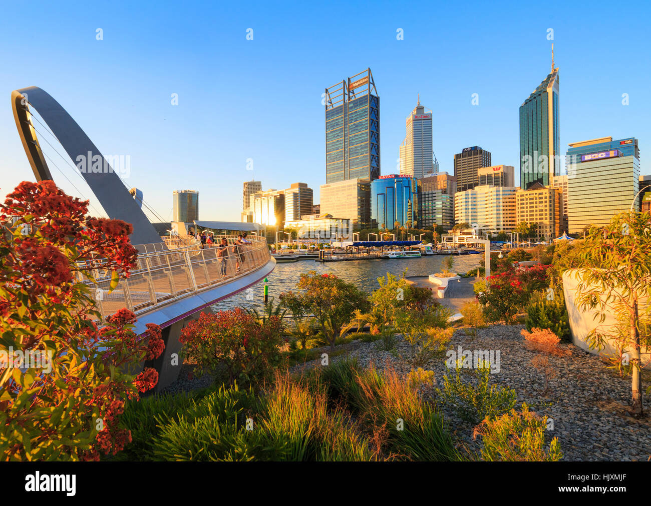 Native plants growing at Elizabeth Quay. Stock Photo