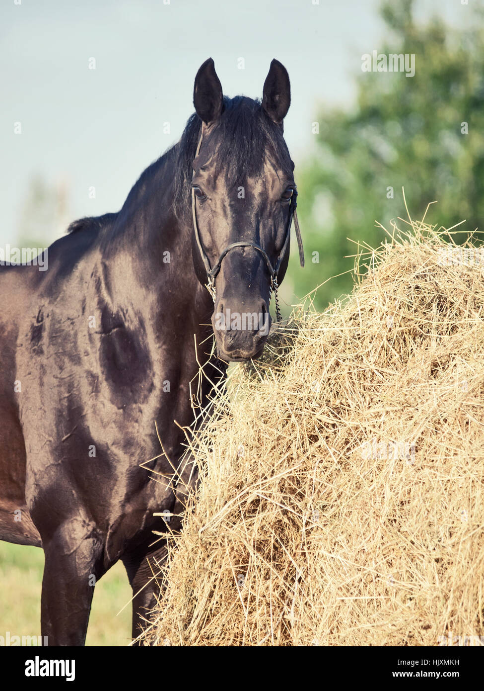 Black beauty horse hi-res stock photography and images - Alamy